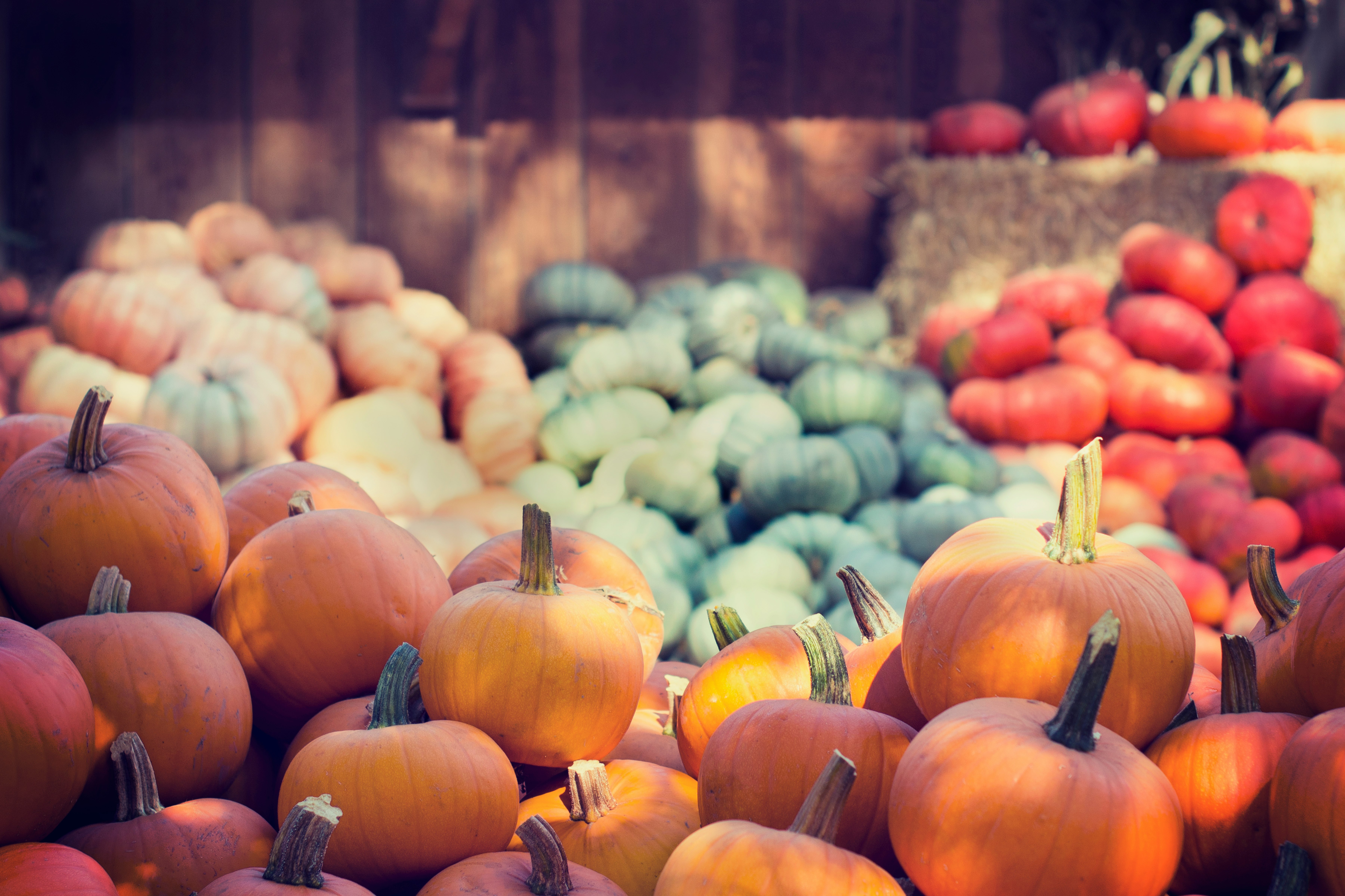 variety of vegetables photo